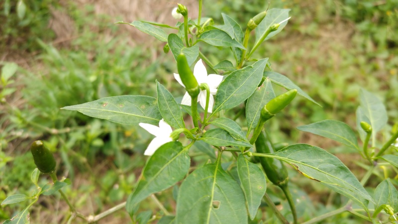 トウガラシの花 横浜市旭区今宿南町