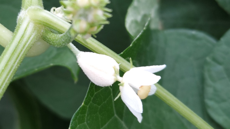 ハヤトウリの花 横浜市旭区今宿南町