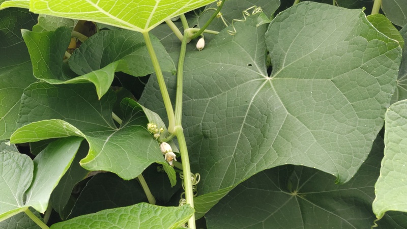 ハヤトウリの花 横浜市旭区今宿南町