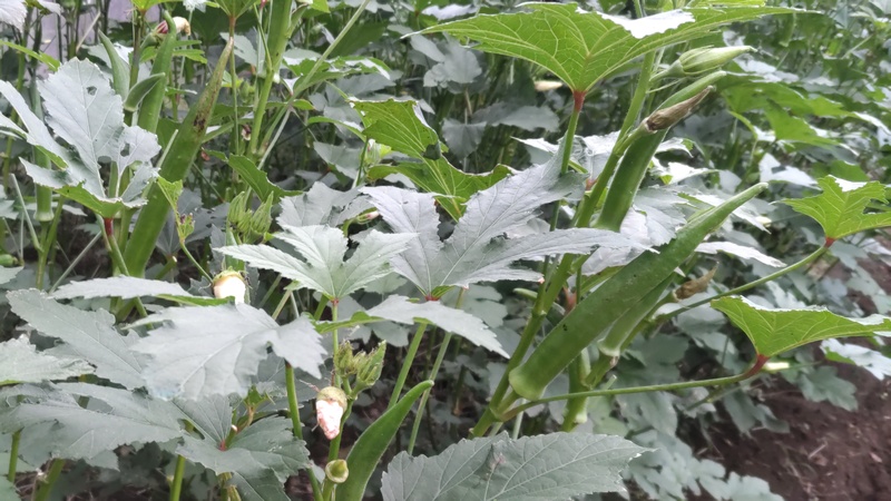 オクラ 横浜市旭区今川町