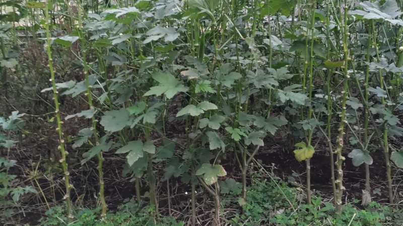オクラ 横浜市旭区今川町