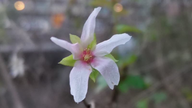 コヒガンザクラの花 横浜市旭区今川町