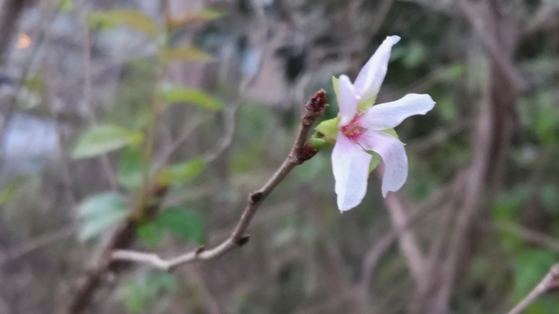 コヒガンザクラの花 横浜市旭区今川町