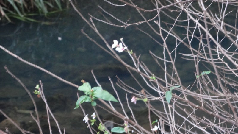 コヒガンザクラの花 横浜市旭区今川町