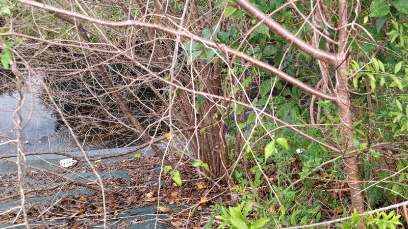 コヒガンザクラ 横浜市旭区今川町