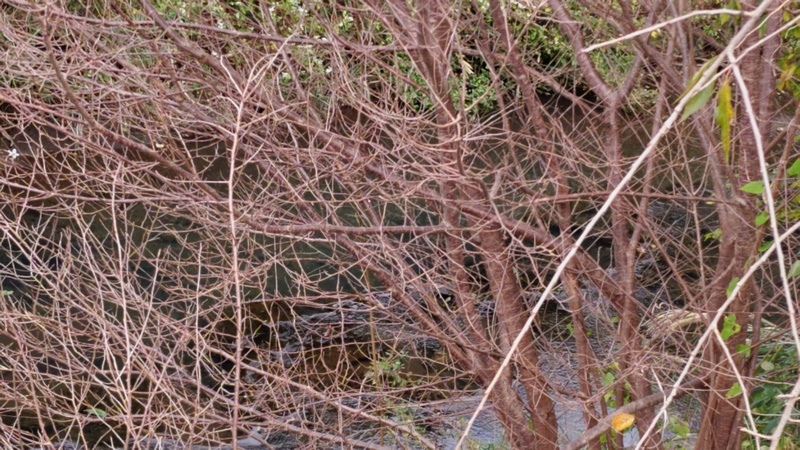 コヒガンザクラ 横浜市旭区今川町