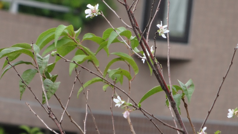 コヒガンザクラの花 横浜市旭区今川町