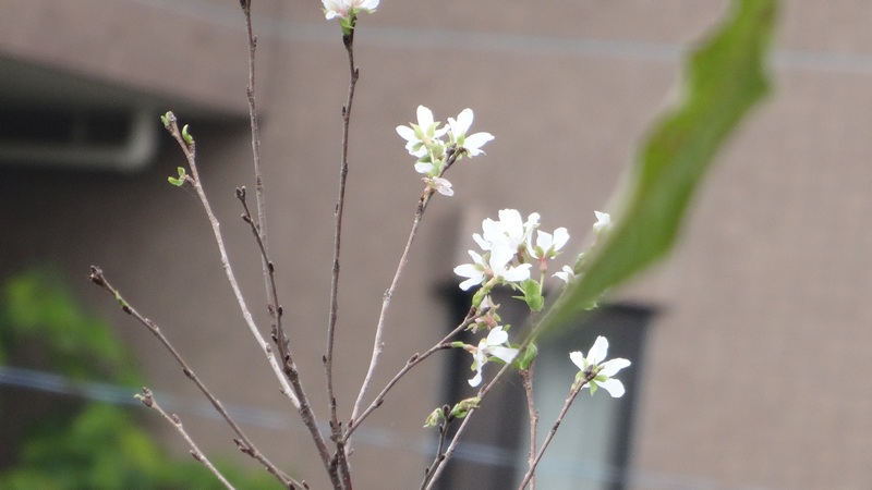 コヒガンザクラの花 横浜市旭区今川町
