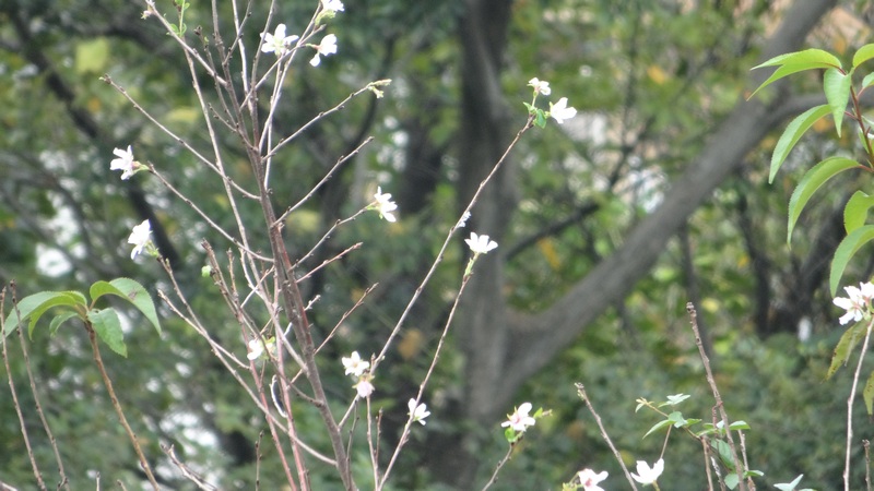 コヒガンザクラの花 横浜市旭区今川町