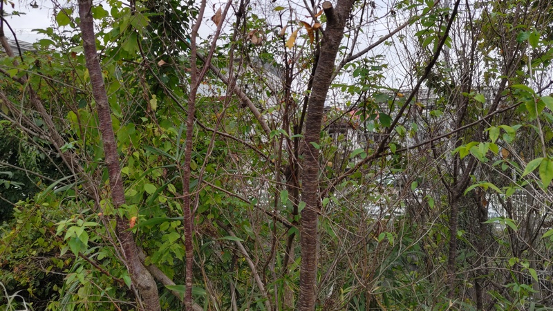 コヒガンザクラ 横浜市旭区鶴ヶ峰本町