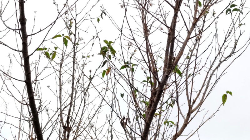 コヒガンザクラの花 横浜市旭区鶴ヶ峰本町