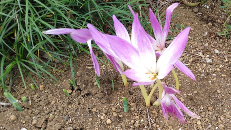 イヌサフランの花 横浜市旭区今川町