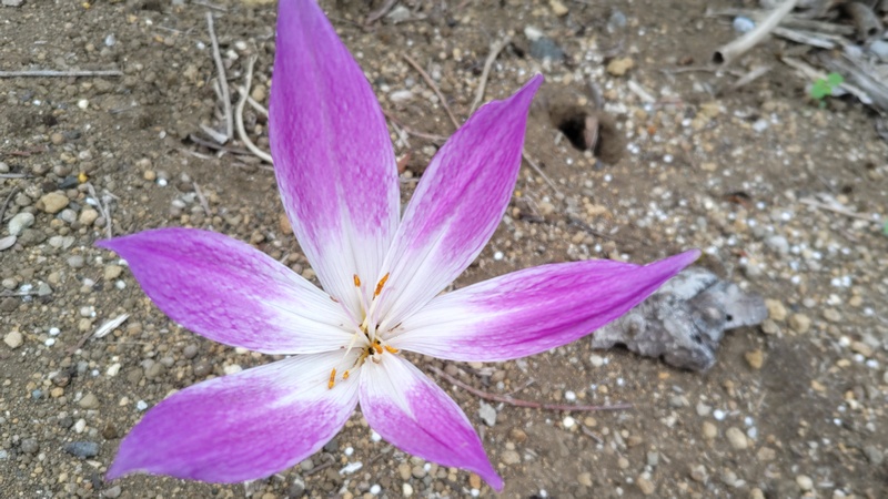 イヌサフランの花 横浜市旭区今川町