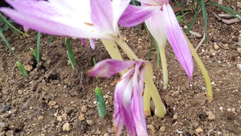 イヌサフランの花 横浜市旭区今川町