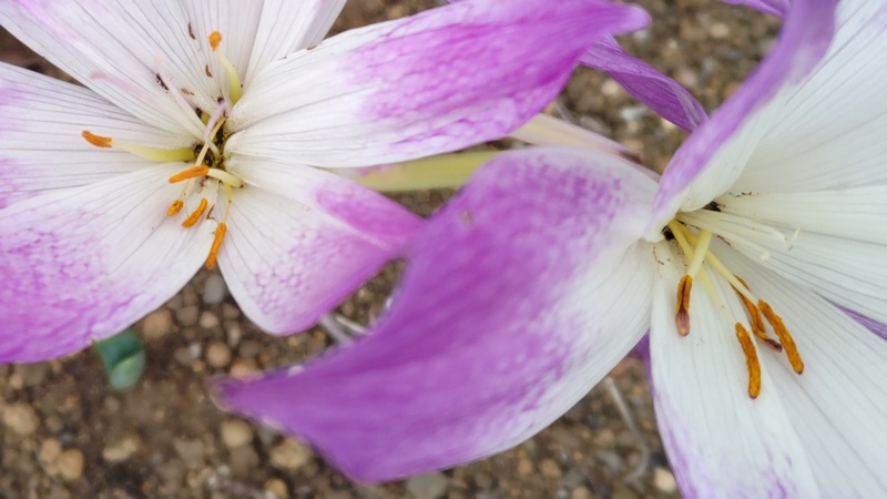 イヌサフランの花 横浜市旭区今川町