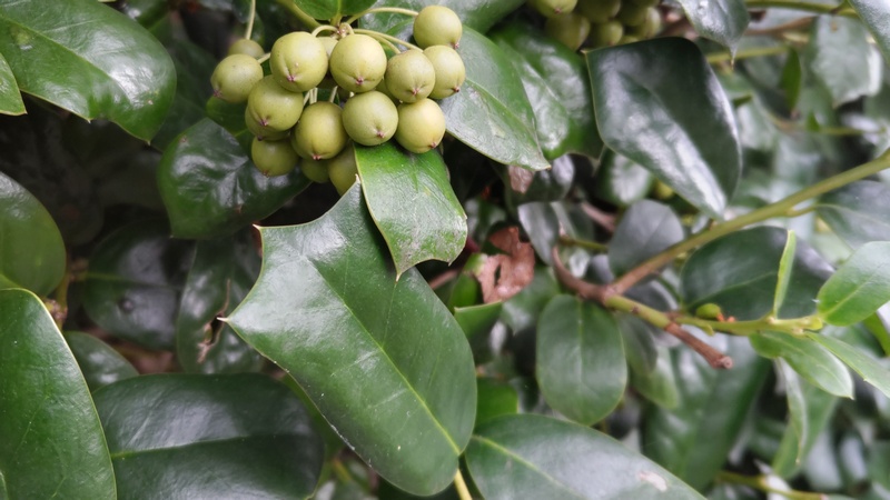 ヤバネヒイラギモチの果実 横浜市旭区鶴ヶ峰本町