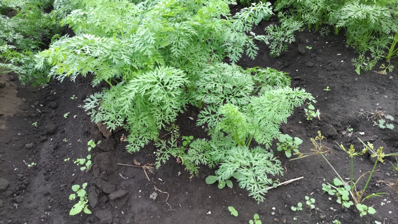 ニンジン 横浜市旭区今宿南町