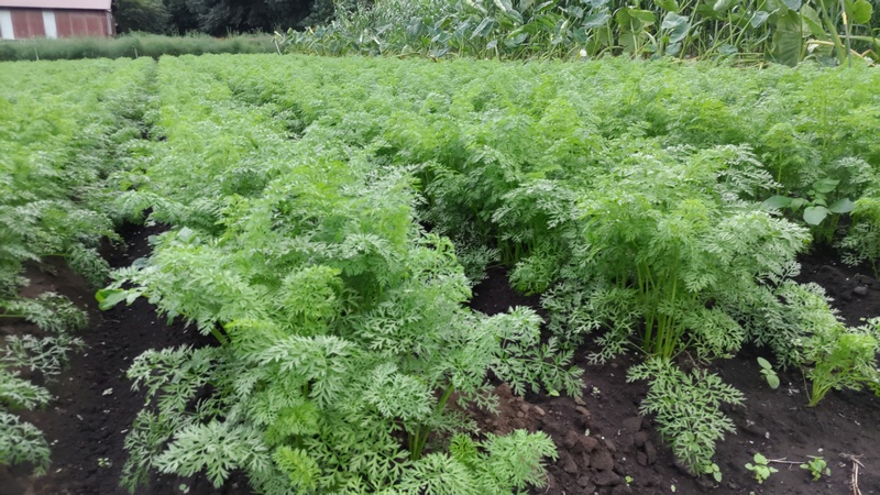 ニンジン 横浜市旭区今宿南町
