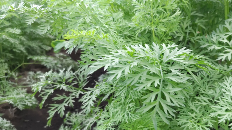 ニンジン 横浜市旭区今宿南町