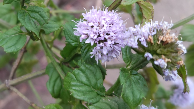 ラベンダーミントの花 川崎市幸区さいわいふるさと公園