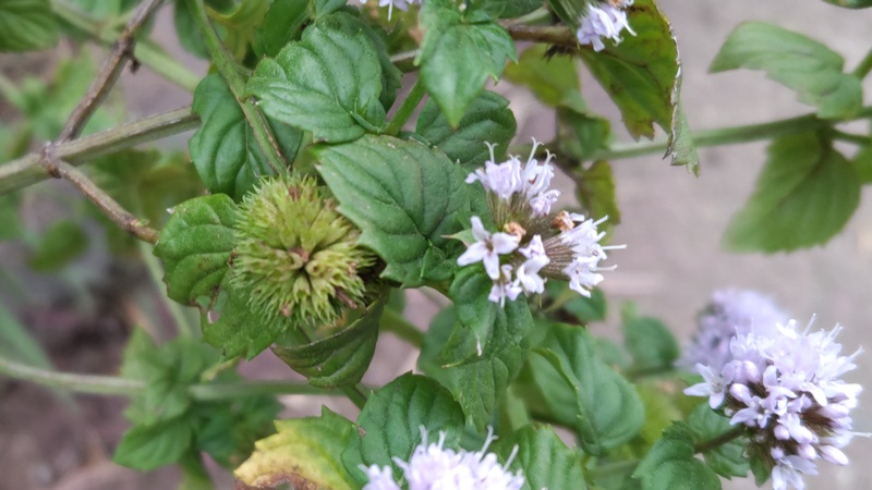 ラベンダーミントの花 川崎市幸区さいわいふるさと公園