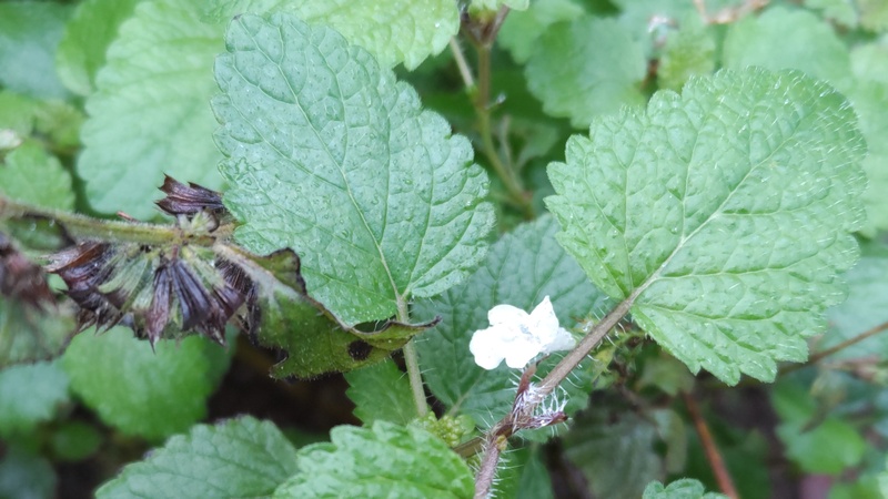 コウスイハッカの花と果実 川崎市幸区さいわいふるさと公園
