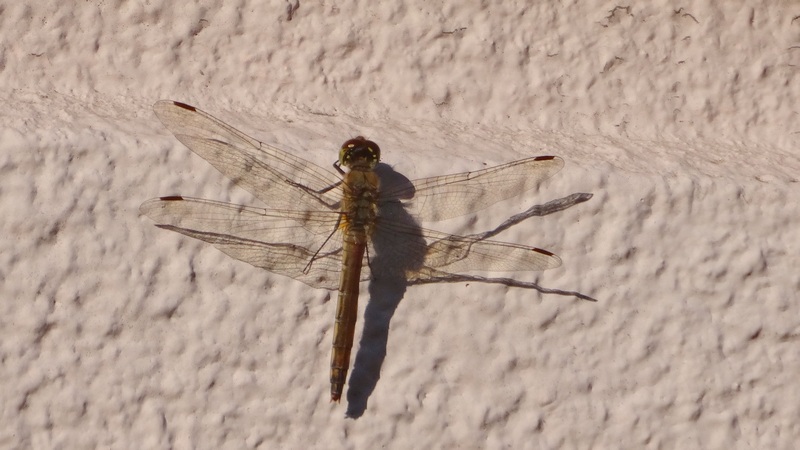 アキアカネ 川崎市幸区創造のもり