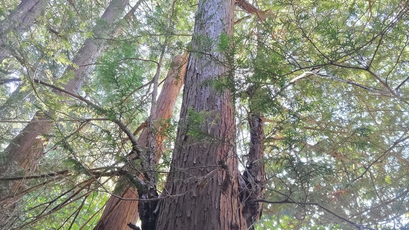 サワラ 横浜市旭区矢指町矢指市民の森