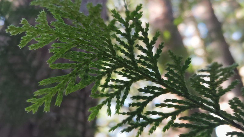 サワラ 横浜市旭区矢指町矢指市民の森