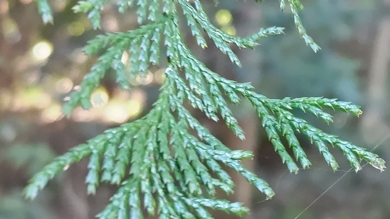 サワラ 横浜市旭区矢指町矢指市民の森