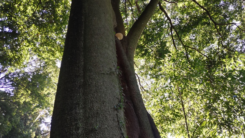キノコ 横浜市旭区矢指町矢指市民の森