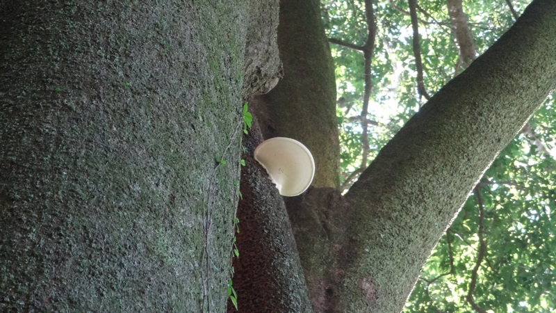 キノコ 横浜市旭区矢指町矢指市民の森