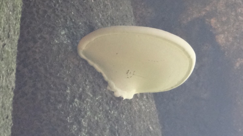 キノコ 横浜市旭区矢指町矢指市民の森