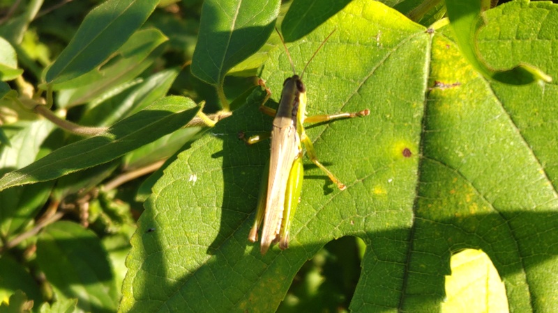 ハネナガイナゴ 横浜市旭区矢指町矢指市民の森