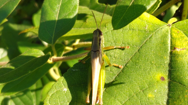 ハネナガイナゴ 横浜市旭区矢指町矢指市民の森