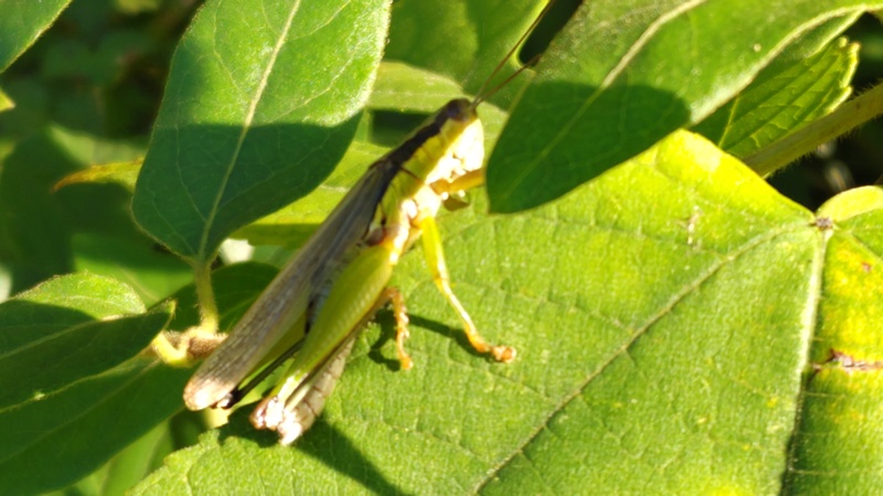 ハネナガイナゴ 横浜市旭区矢指町矢指市民の森
