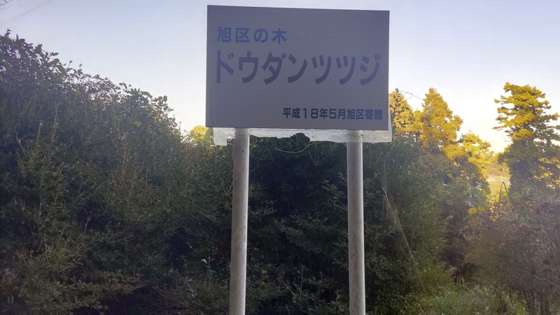 旭区の木ドウダンツツジ 横浜市旭区矢指町追分市民の森