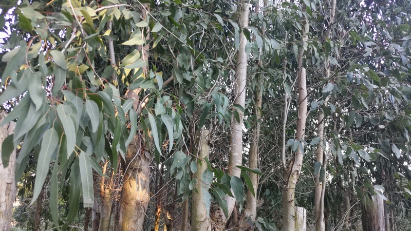 ユーカリ 横浜市旭区矢指町追分市民の森