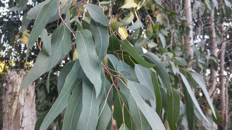 ユーカリ 横浜市旭区矢指町追分市民の森