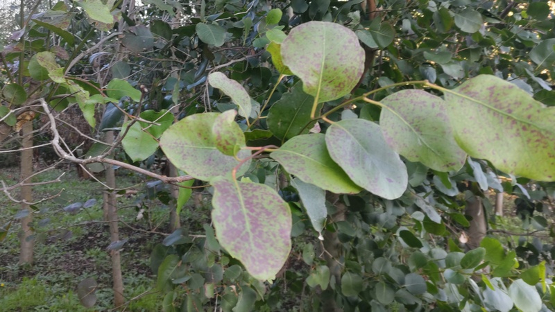 ユーカリ 横浜市旭区矢指町追分市民の森