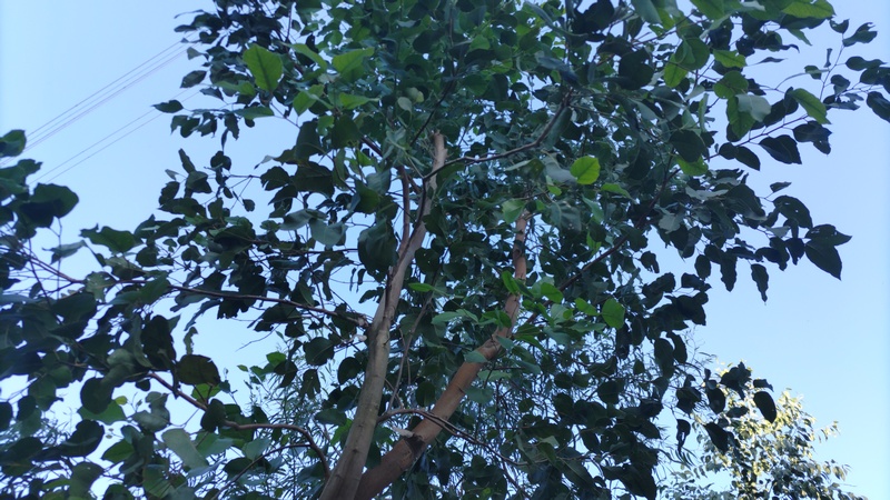 ユーカリ 横浜市旭区矢指町追分市民の森