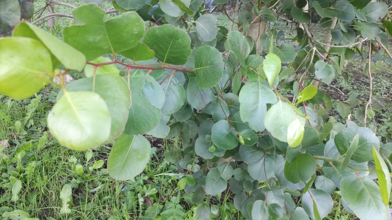 ユーカリ 横浜市旭区矢指町追分市民の森