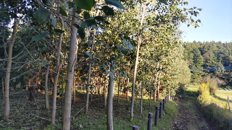 ユーカリ 横浜市旭区矢指町追分市民の森