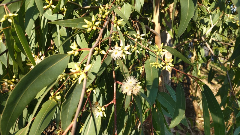 ユーカリの花 横浜市旭区矢指町追分市民の森