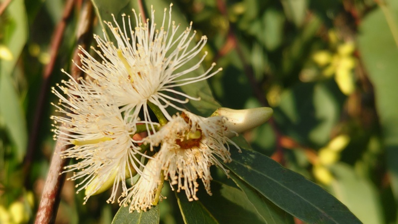 ユーカリの花 横浜市旭区矢指町追分市民の森