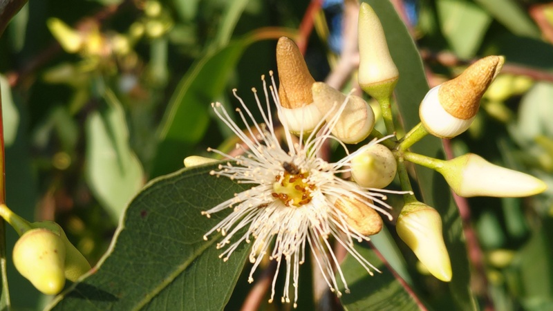 ユーカリの花 横浜市旭区矢指町追分市民の森