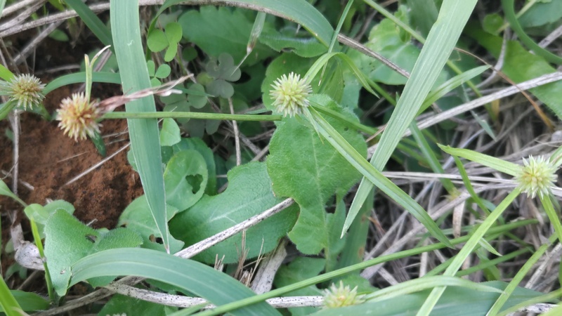 ヒメクグの花 横浜市旭区矢指町追分市民の森