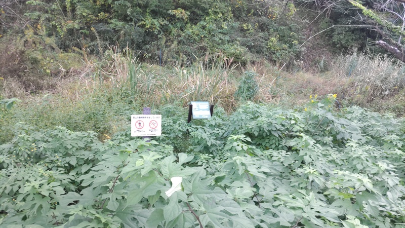 トンボ池 横浜市旭区矢指町追分市民の森