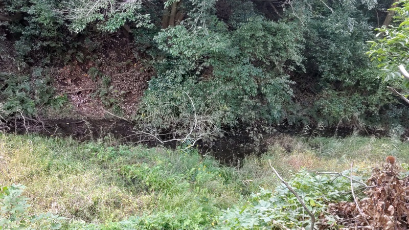 トンボ池 横浜市旭区矢指町追分市民の森