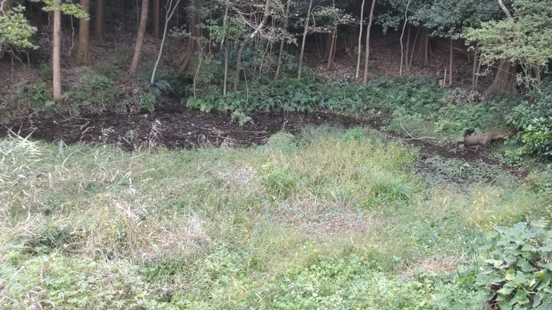 トンボ池 横浜市旭区矢指町追分市民の森